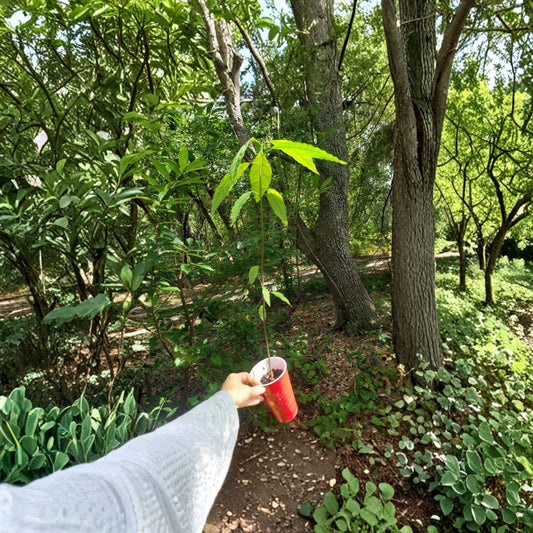 Hulumanu Avocado Tree – Persea americana Live Seedling | Dwarf Cold Hardy Variety | Rare Hawaiian Selection  Compact Fruit Tree | Cold Tolerant | Patio & Backyard Ready