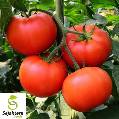 Homestead Tomato Seeds - 120+ Heirloom, Drought-Resistant, Organic & Non-GMO
