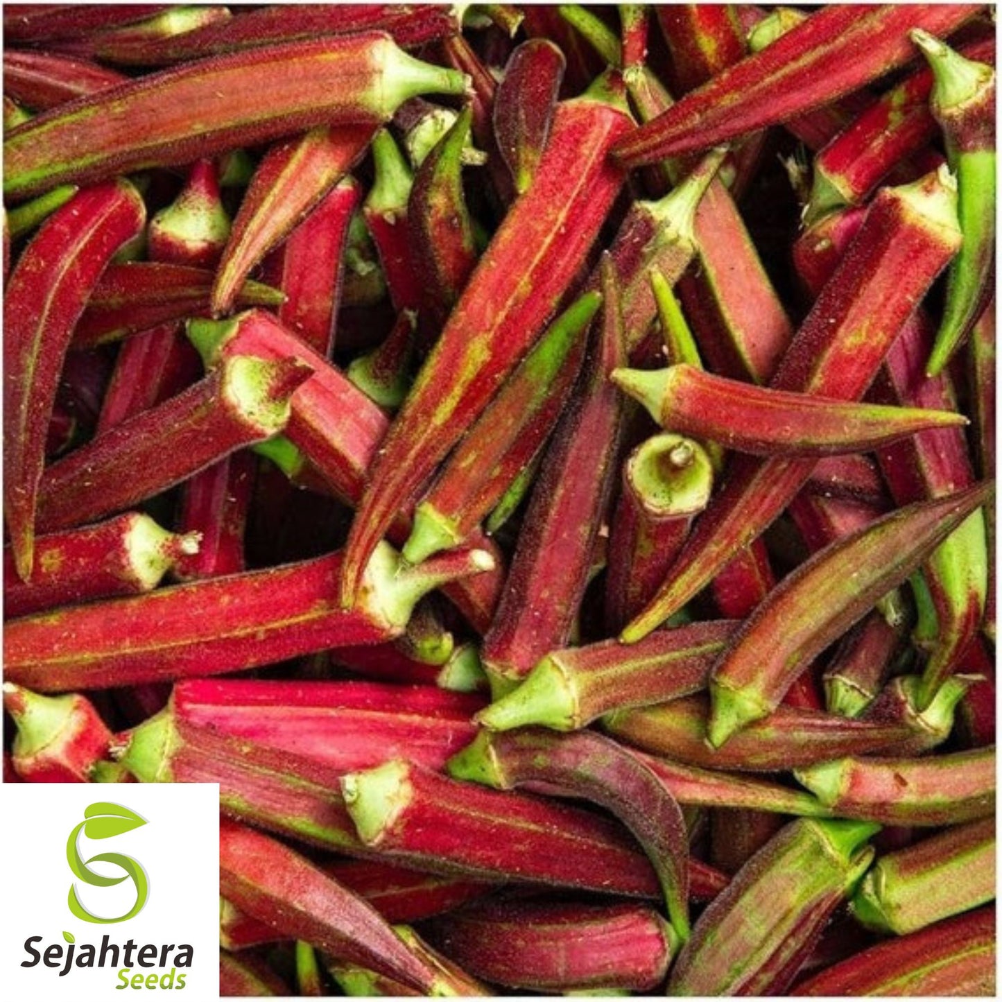 50 Red Burgundy Okra Seeds - Non-GMO, Heirloom & Colorful Garden Variety
