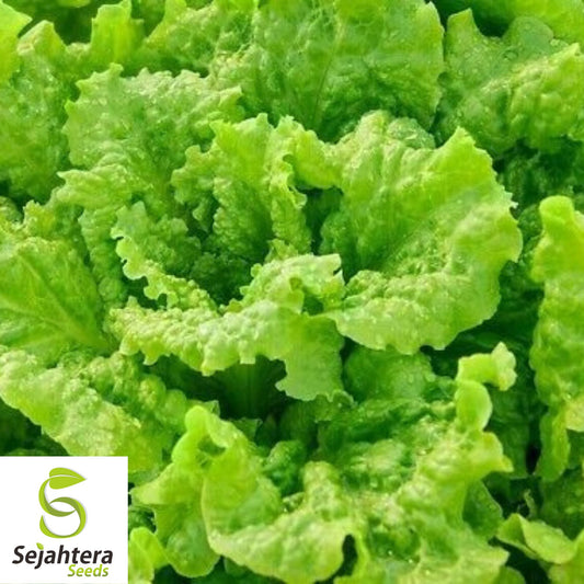 1000 Black Seeded Simpson Lettuce Seeds - Non-GMO, Crisp & Early Heirloom