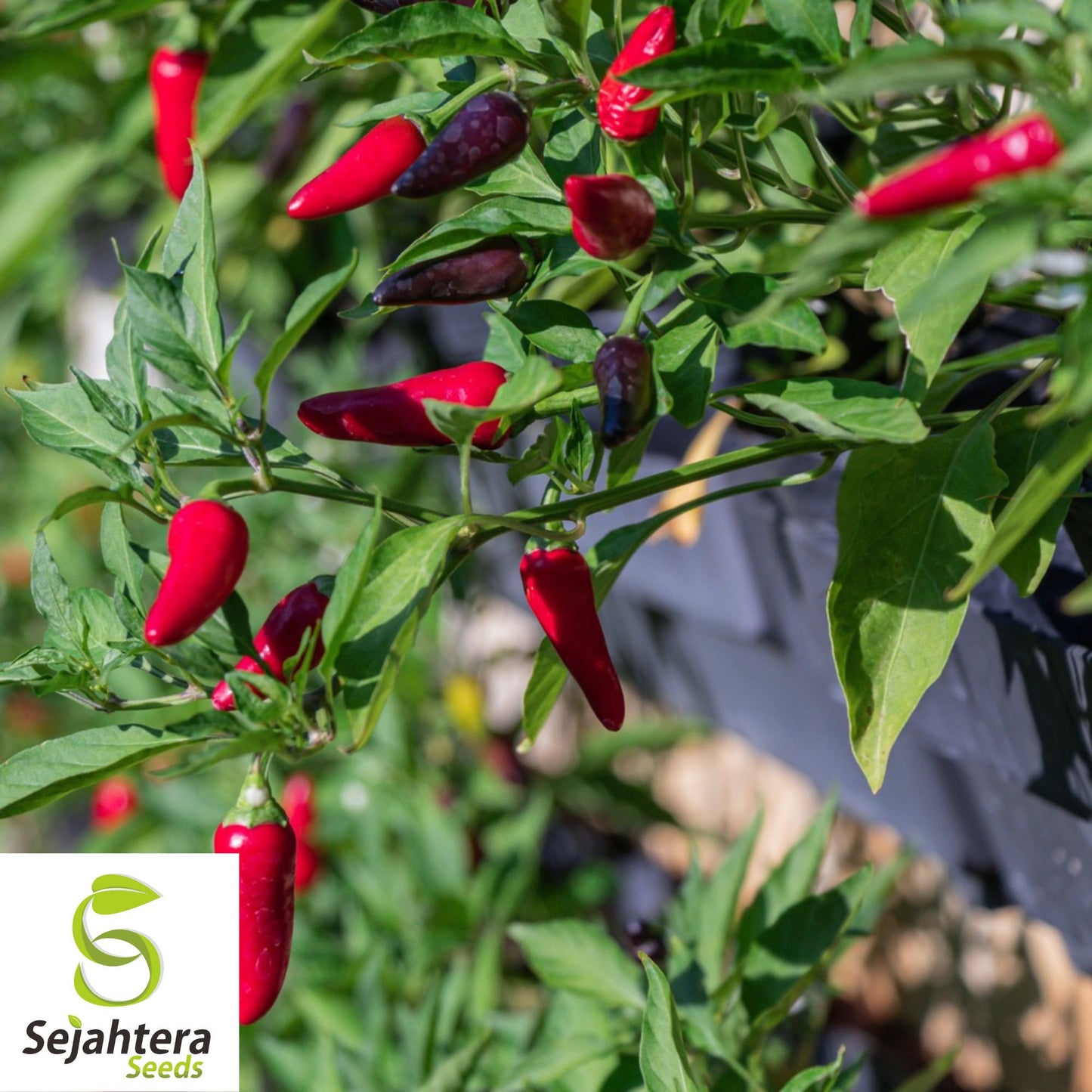 25 Tabasco Pepper Seeds - Non-GMO, Hot & Flavorful Variety