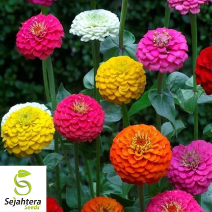 100 Lilliput Zinnia Flower Mix Seeds - Non-GMO, Compact & Colorful Variety