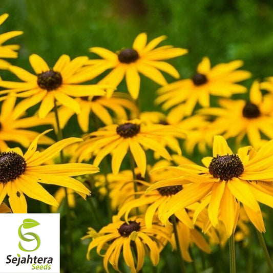 Black Eyed Susan Rudbeckia Seeds 2000+ | Yellow Wildflower NON-GMO USA