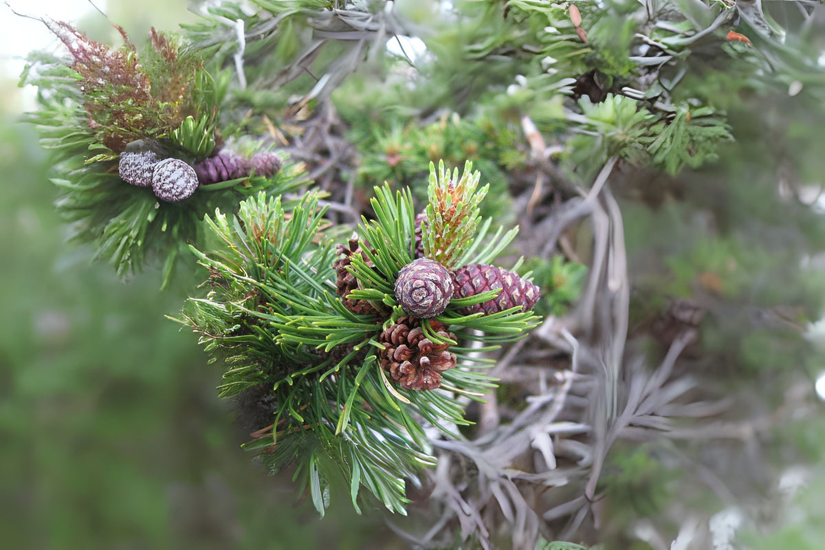 Moggu Tree Mountain Mugo Tree (Pinus mugo var. mughus) – Sejahtera Seeds and Bulbs