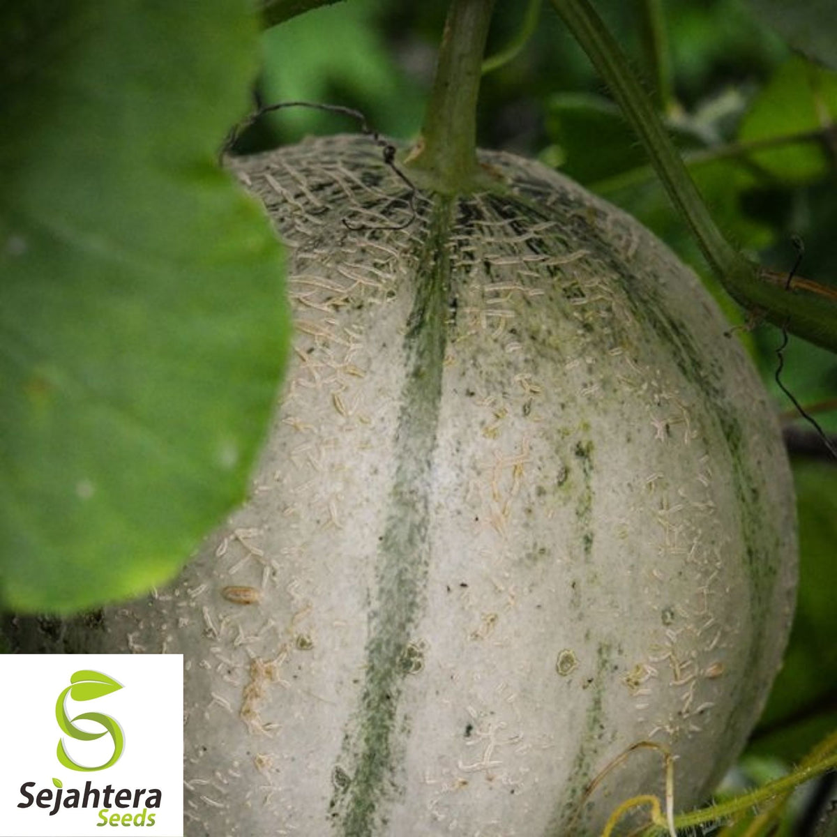 Charentais Cantaloupe Seeds 25+ | French Melon Heirloom NON-GMO USA