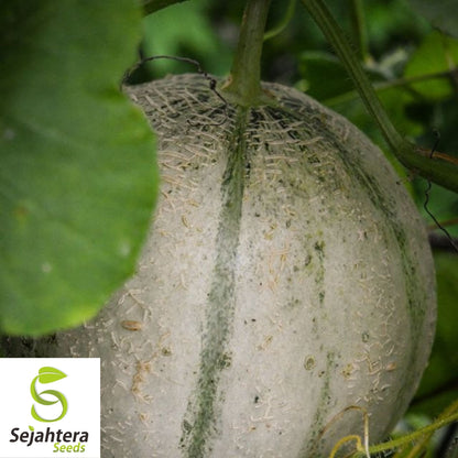 Charentais Cantaloupe Seeds 25+ | French Melon Heirloom NON-GMO USA