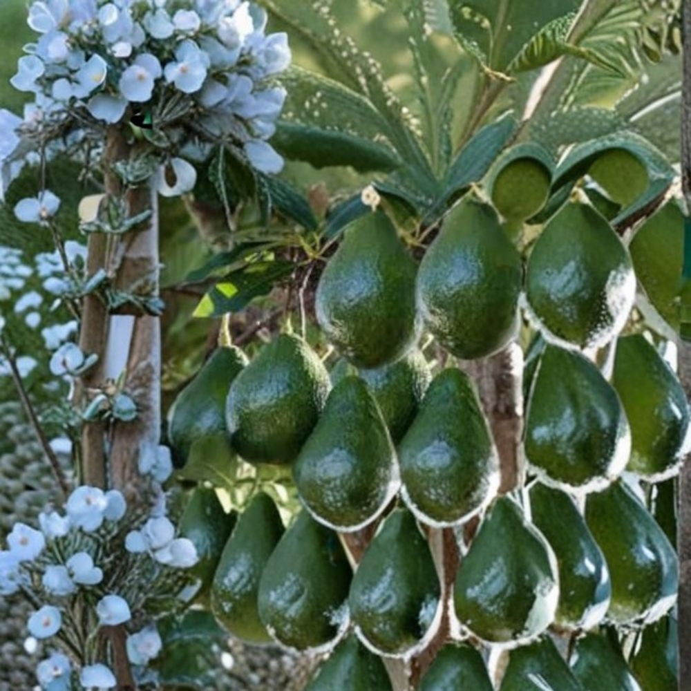 Hulumanu Avocado Tree – Persea americana Live Seedling | Dwarf Cold Hardy Variety | Rare Hawaiian Selection  Compact Fruit Tree | Cold Tolerant | Patio & Backyard Ready