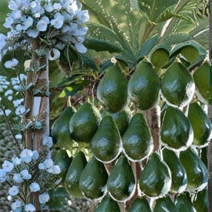 Hulumanu Avocado Tree – Persea americana Live Seedling | Dwarf Cold Hardy Variety | Rare Hawaiian Selection  Compact Fruit Tree | Cold Tolerant | Patio & Backyard Ready