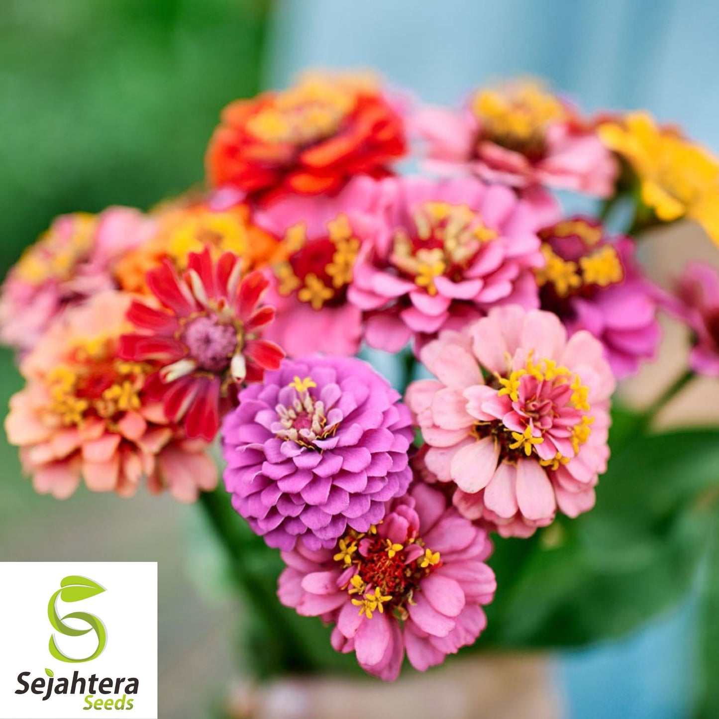 100 Lilliput Zinnia Flower Mix Seeds - Non-GMO, Compact & Colorful Variety