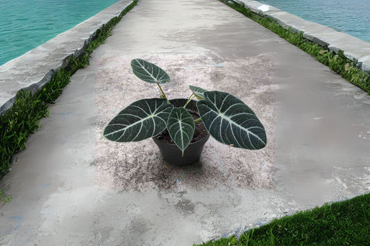 Alocasia reginula 'Black Velvet' 6" Pot | Dark Leaves with Silver Veins | Compact Houseplant for Indoor Decor