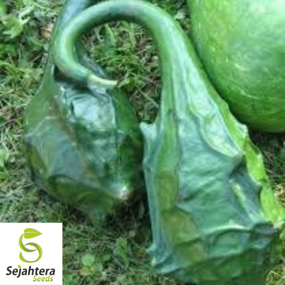 Caveman's Club Gourd Seeds - 10+ Heirloom - Rare Maranka Squash Variety