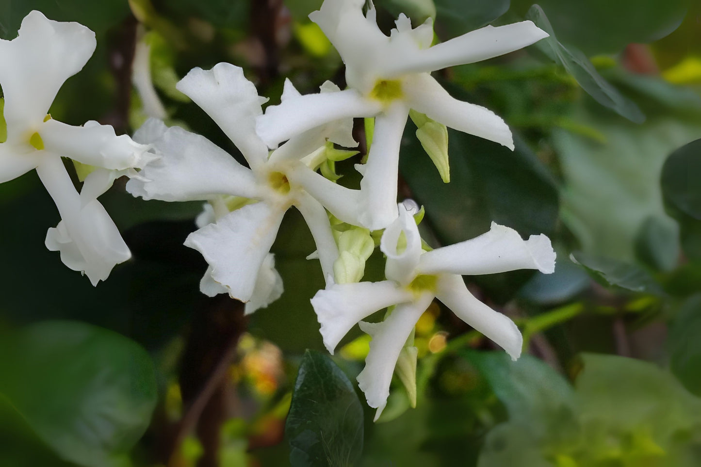 Baby Duke of Tuscany Jasmine Plant - Highly Fragrant Double White Flowers - Jasminum sambac - Starter Size, Well-Rooted Plant