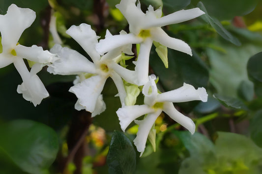 Baby Duke of Tuscany Jasmine Plant - Highly Fragrant Double White Flowers - Jasminum sambac - Starter Size, Well-Rooted Plant