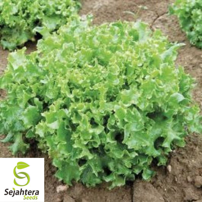 Tango Leaf Lettuce Seeds 600+ | Heirloom NON-GMO Vegetable Garden USA