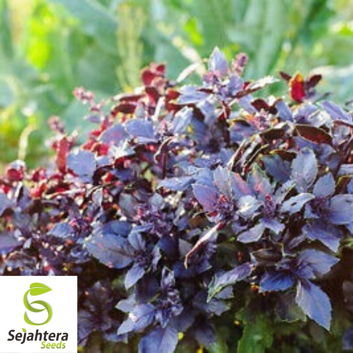 Dark Opal Purple Basil Seeds 200+ | Culinary Herb Cooking NON-GMO USA