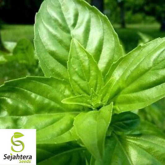 200 Sweet Basil Seeds - Non-GMO, Aromatic Fresh Herb