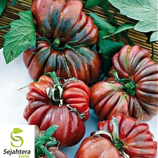 120+ Black From Tula Tomato Seeds - Heirloom, Organic, Rare, Rich & Juicy
