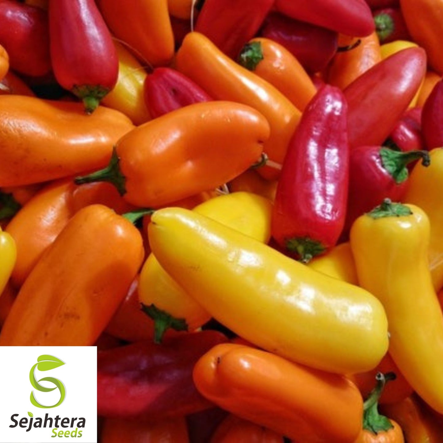 25 Santa Fe Grande Pepper Seeds - Non-GMO, Mild & Vibrant Variety