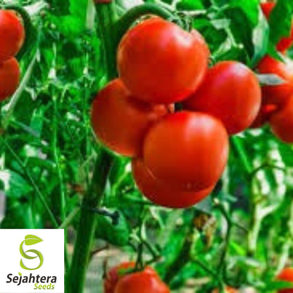 Homestead Tomato Seeds - 120+ Heirloom, Drought-Resistant, Organic & Non-GMO