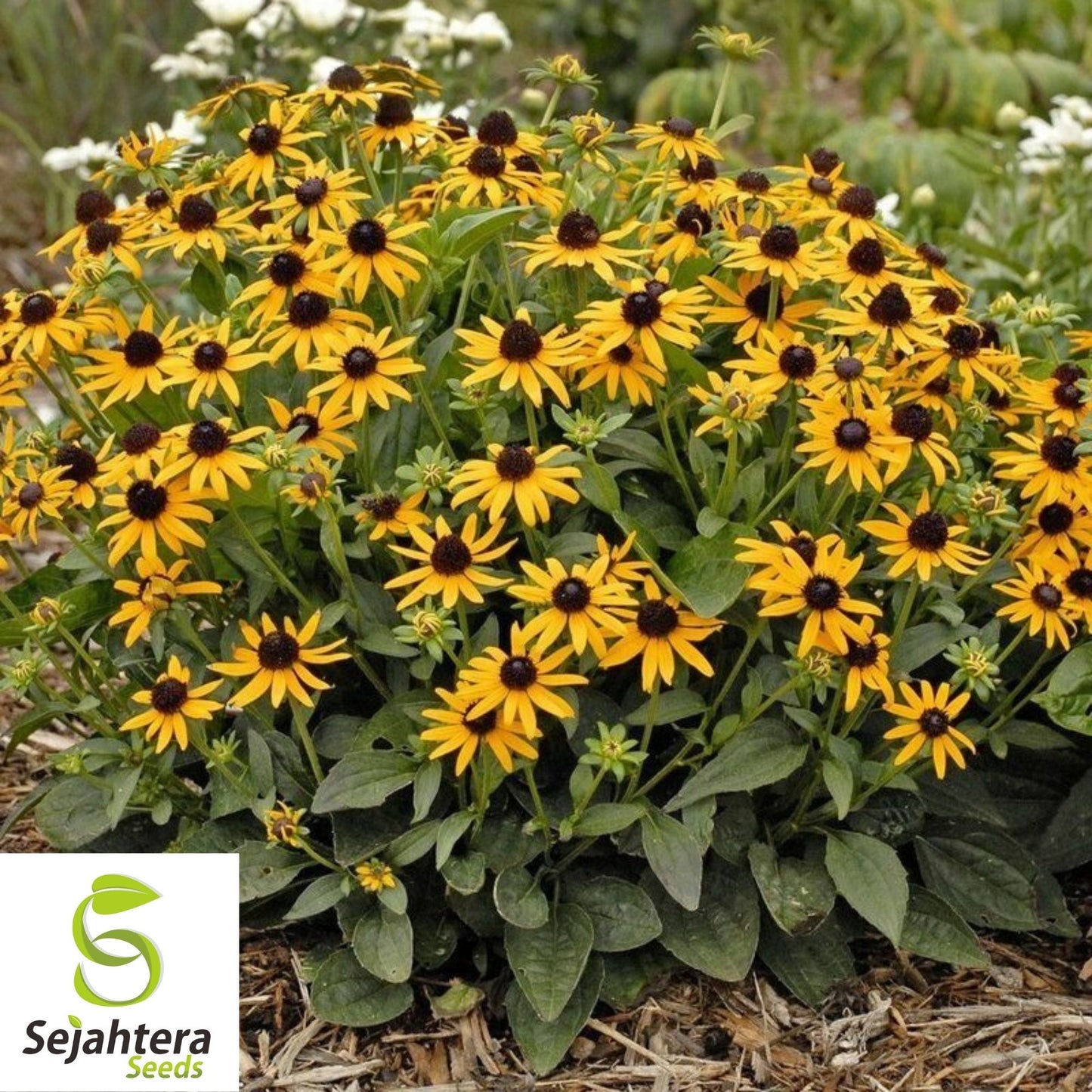 Black Eyed Susan Rudbeckia Seeds 2000+ | Yellow Wildflower NON-GMO USA