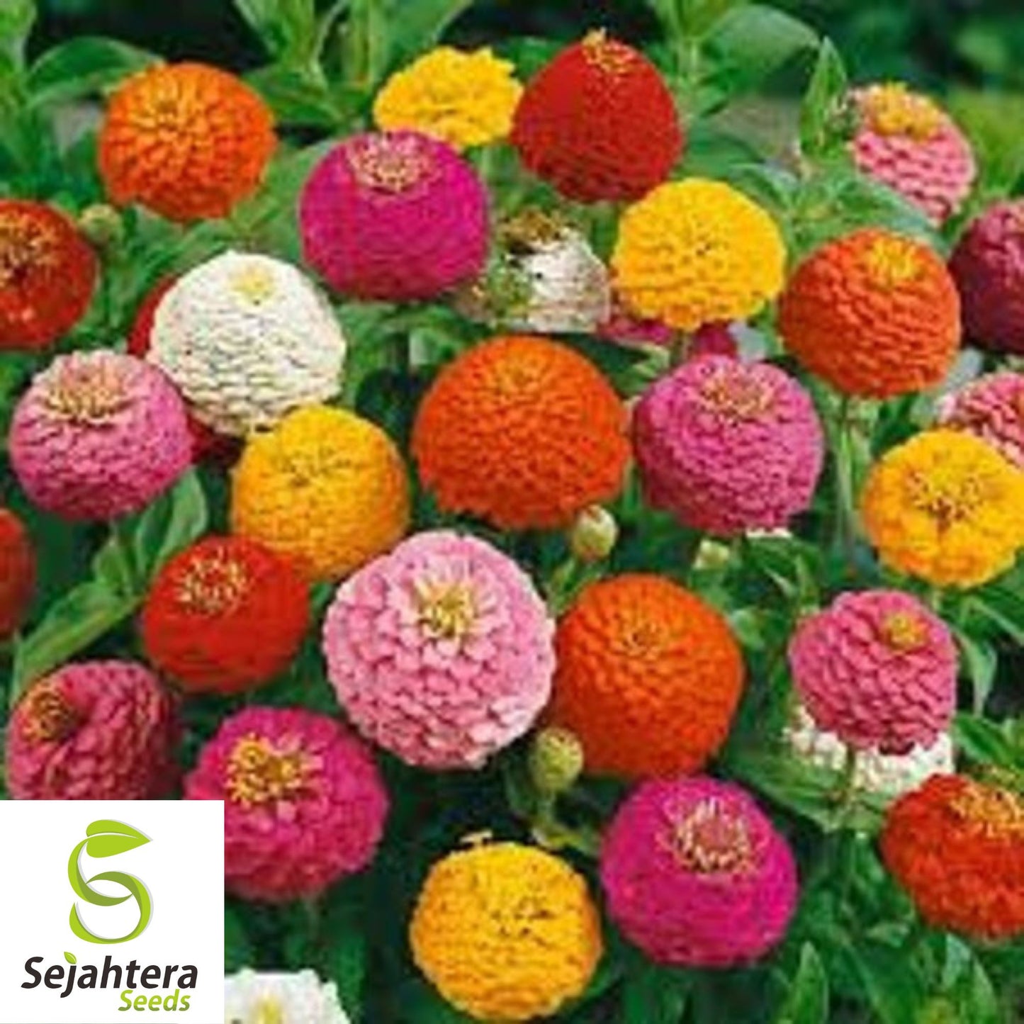 100 Lilliput Zinnia Flower Mix Seeds - Non-GMO, Compact & Colorful Variety