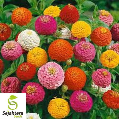 100 Lilliput Zinnia Flower Mix Seeds - Non-GMO, Compact & Colorful Variety