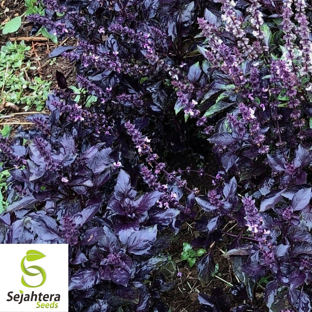 Dark Opal Purple Basil Seeds 200+ | Culinary Herb Cooking NON-GMO USA