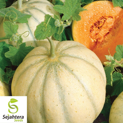 Charentais Cantaloupe Seeds 25+ | French Melon Heirloom NON-GMO USA