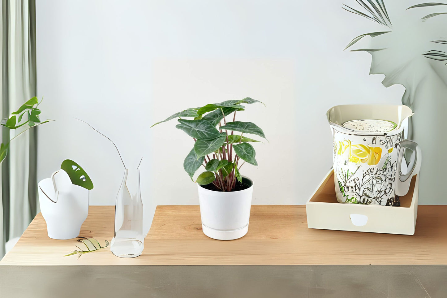 Alocasia "Ivory Coast" - 6" Pot - Tropical Houseplant - Alocasia macrorrhiza - Healthy, Ready to Grow Plant