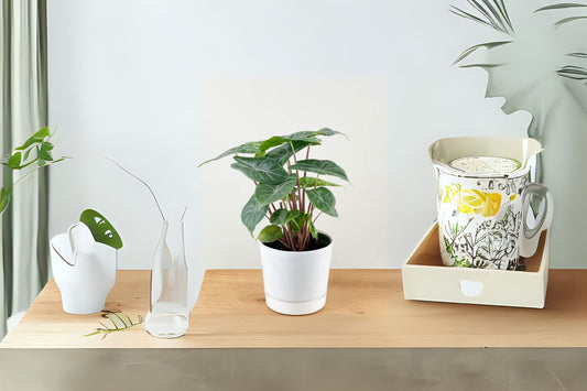 Alocasia "Ivory Coast" - 6" Pot - Tropical Houseplant - Alocasia macrorrhiza - Healthy, Ready to Grow Plant