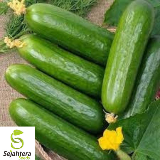100+ Ashley Long Cucumber Seeds - Heirloom, Organic, Non-GMO, Crisp & High-Yield