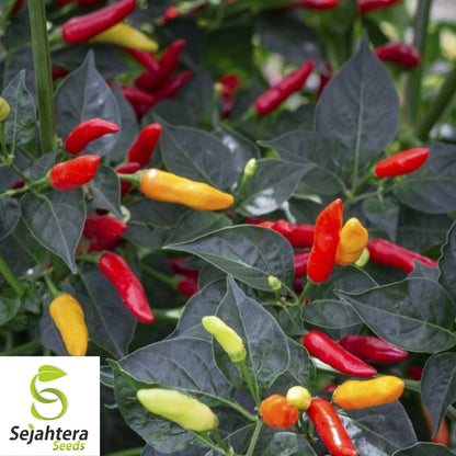 25 Tabasco Pepper Seeds - Non-GMO, Hot & Flavorful Variety