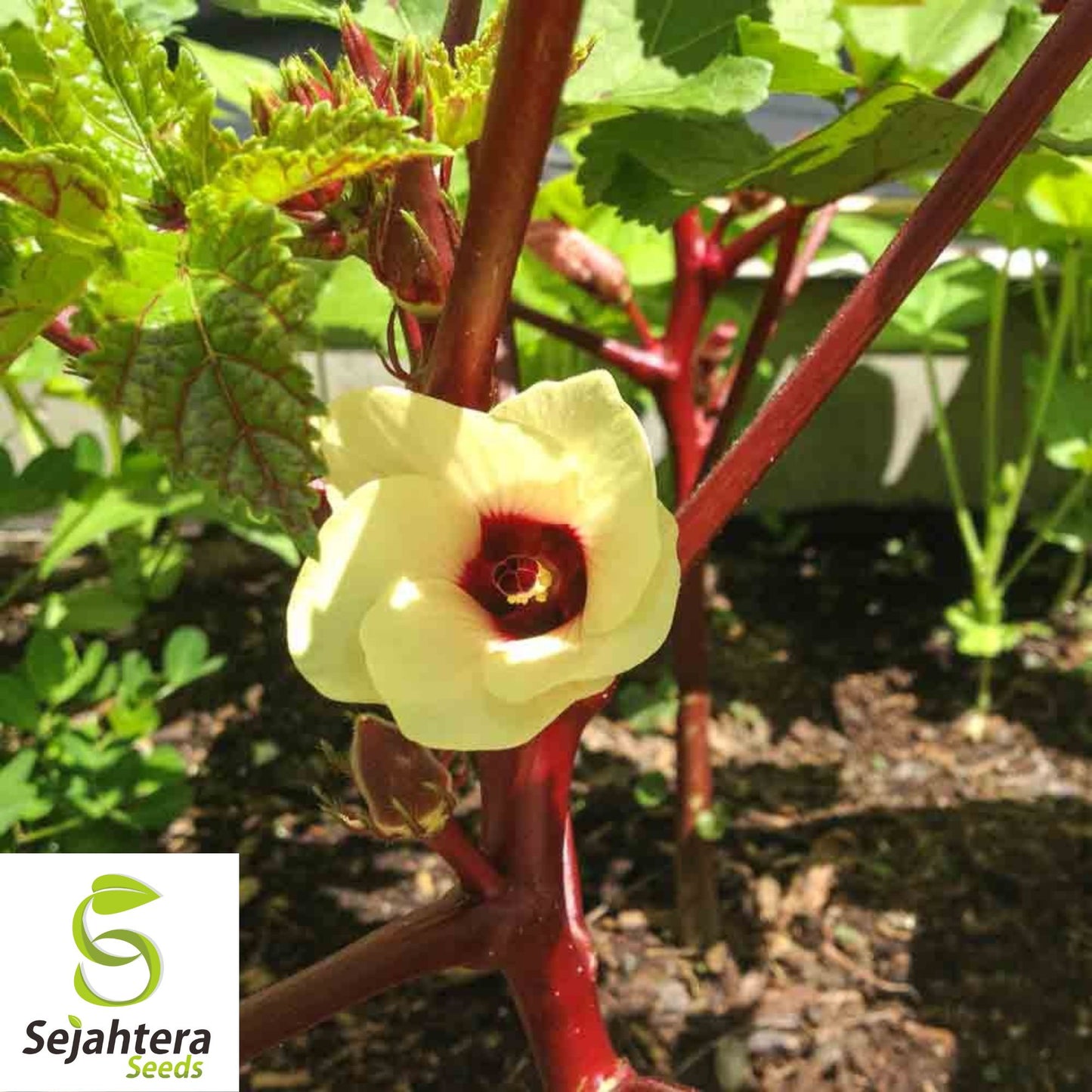 50 Red Burgundy Okra Seeds - Non-GMO, Heirloom & Colorful Garden Variety