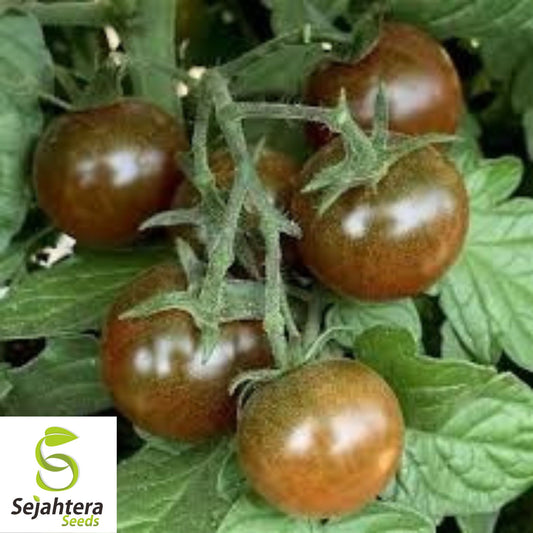 Brown Berry Tomato Seeds - 120+ Heirloom, Organic, Non-GMO & Rare