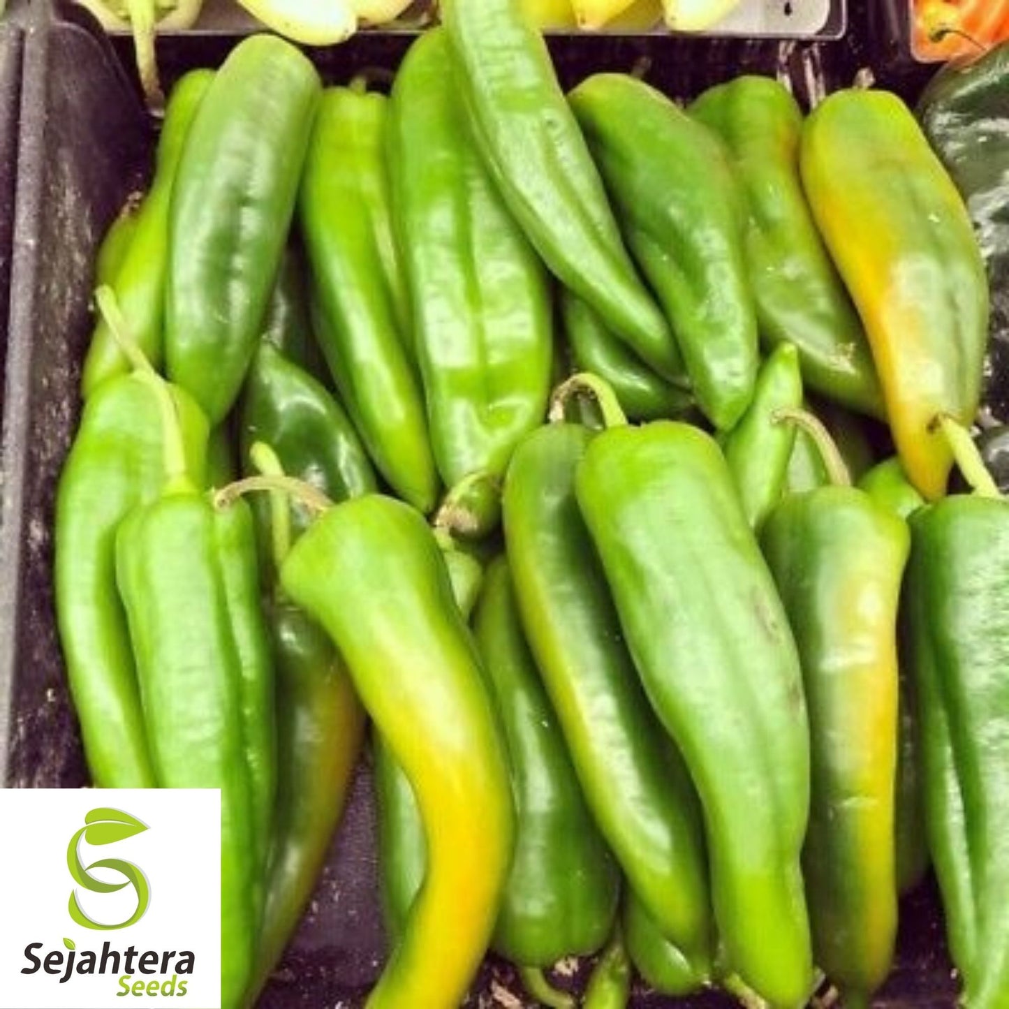 Anaheim Chile Pepper Seeds 50+ | Heirloom Vegetable NON-GMO USA