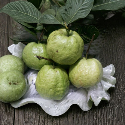 Ổi Nữ Hoàng – Queen Guava – Psidium guajava Live Fruit Tree | 2 Feet Tall | Ships in 3 Gallon Pot  Sweet Aromatic Fruit | Tropical Backyard Favorite | Container Friendly