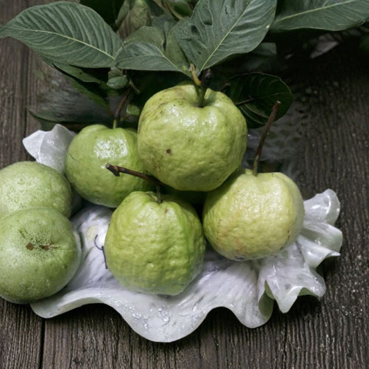 Ổi Nữ Hoàng – Queen Guava – Psidium guajava Live Fruit Tree | 2 Feet Tall | Ships in 3 Gallon Pot  Sweet Aromatic Fruit | Tropical Backyard Favorite | Container Friendly