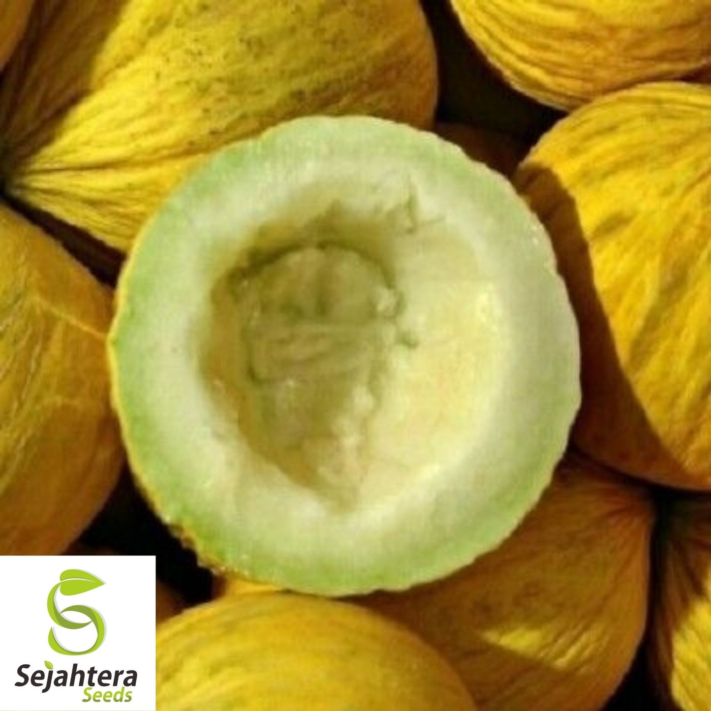 Golden Beauty Casaba Melon Seeds 50+ | Sweet Yellow Fruit NON-GMO USA