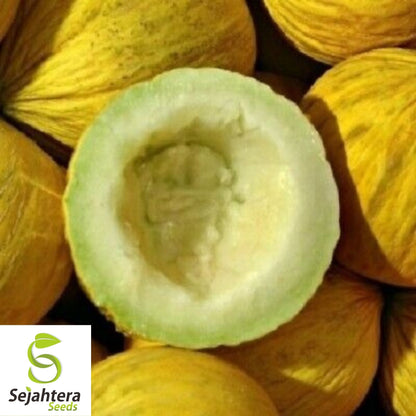 Golden Beauty Casaba Melon Seeds 50+ | Sweet Yellow Fruit NON-GMO USA