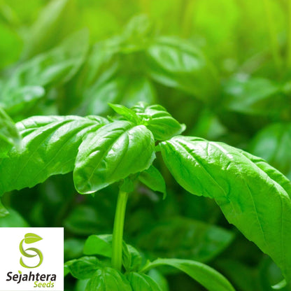 200 Sweet Basil Seeds - Non-GMO, Aromatic Fresh Herb