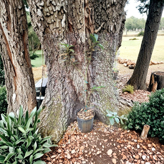 Dwarf Gem Avocado – Persea americana (GEM Variety) Live Grafted Tree | Naturally Dwarf | Premium Variety  Fast Fruiting | Compact Growth | Exceptional Flavor