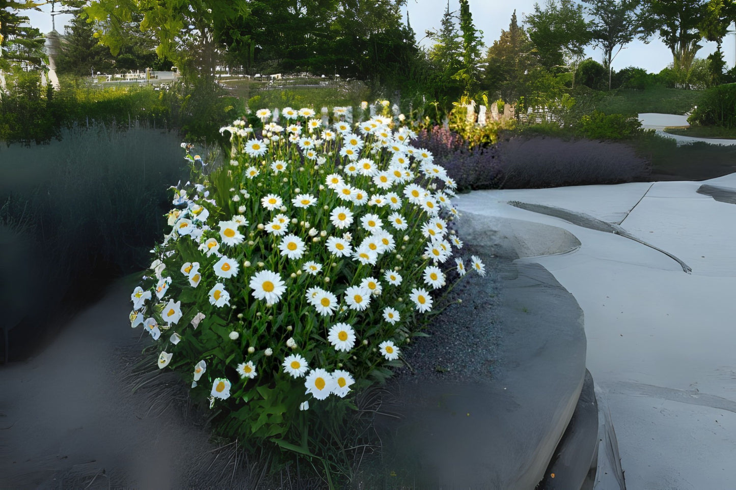 Shasta Daisy (Leucanthemum superbum)