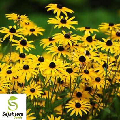 Black Eyed Susan Rudbeckia Seeds 2000+ | Yellow Wildflower NON-GMO USA