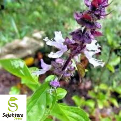 Cinnamon Basil Seeds - 200+ Heirloom Perennial Herb - Bug Repellent & Non-GMO