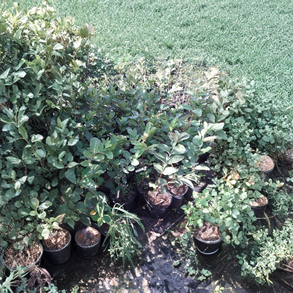 Ổi Nữ Hoàng – Queen Guava – Psidium guajava Live Fruit Tree | 2 Feet Tall | Ships in 3 Gallon Pot  Sweet Aromatic Fruit | Tropical Backyard Favorite | Container Friendly