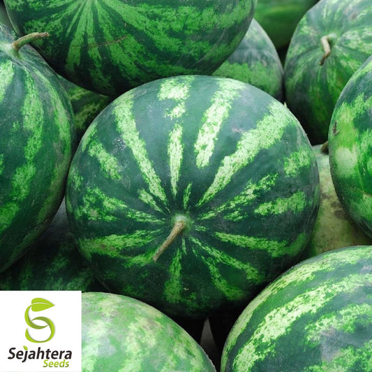Cal Sweet Supreme Watermelon Seeds 25+ | Heirloom NON-GMO Fruit Melon USA