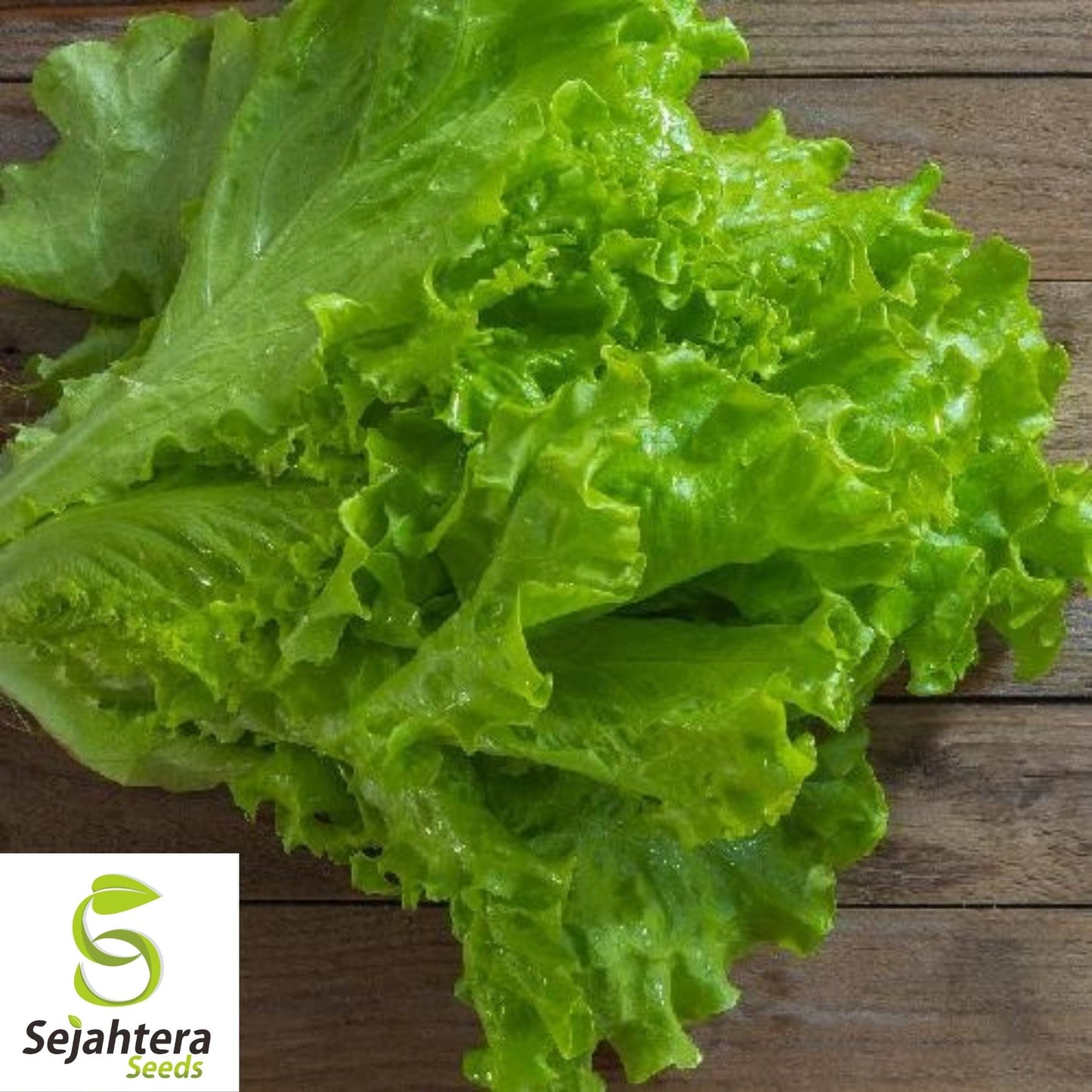 Tango Leaf Lettuce Seeds 600+ | Heirloom NON-GMO Vegetable Garden USA