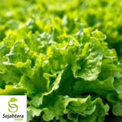 1000 Black Seeded Simpson Lettuce Seeds - Non-GMO, Crisp & Early Heirloom