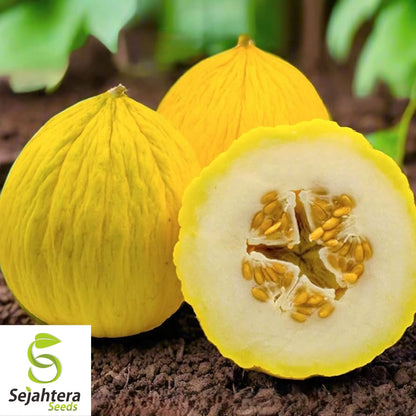 Golden Beauty Casaba Melon Seeds 50+ | Sweet Yellow Fruit NON-GMO USA