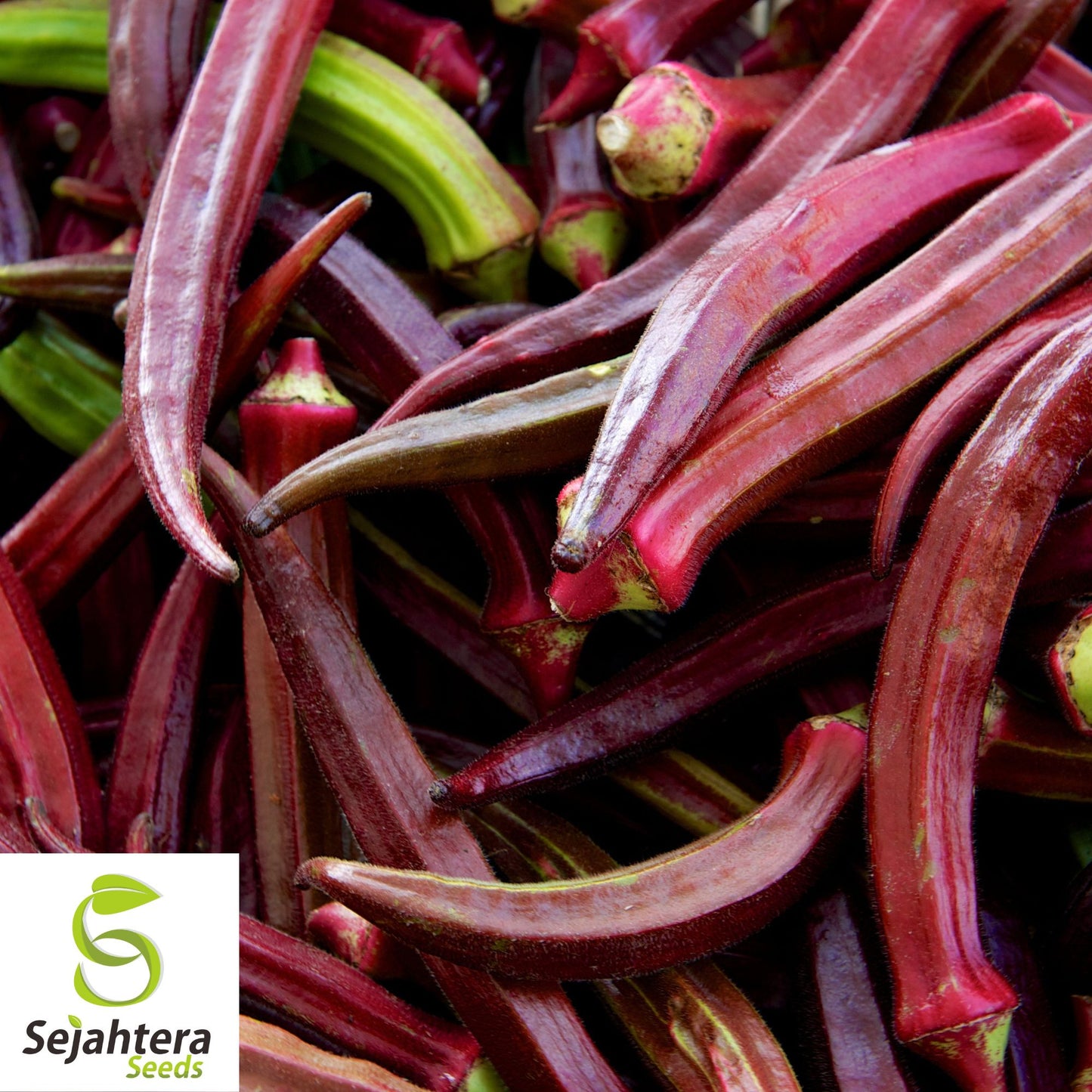 50 Red Burgundy Okra Seeds - Non-GMO, Heirloom & Colorful Garden Variety